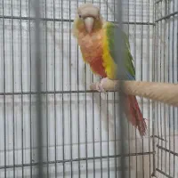 جفت گرینچیک مولد