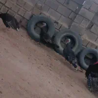 بوقلمون