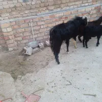فروش دوعدد پاچن