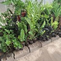 هدیه،بی بی گل