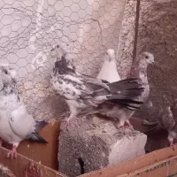 کبوتر|پرنده|حبیب آباد, |دیوار