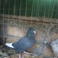 کفتر معاوضه با مرغ و جوجه