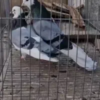 کفتر شازده