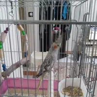 عروس هلندی جفت|پرنده|پاکدشت, پاکدشت (مامازند)|دیوار