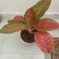 آگلونما پینک لیدی