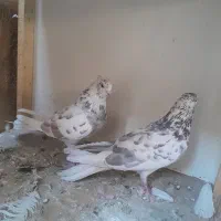 کفتر کبوتر خوب|پرنده|تهران, بیسیم|دیوار