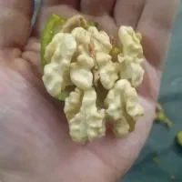 گردو