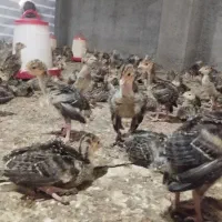 جوجه بوقلمون برنز انگلیس فروش عمده|حیوانات مزرعه|ابهر, |دیوار