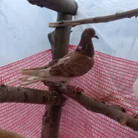 دو عدد کبوتر پرشی|پرنده|آستانه اشرفیه, |دیوار