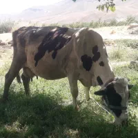 گاو شیری|حیوانات مزرعه|بروجرد, |دیوار