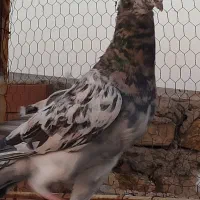 نر سرور زرد