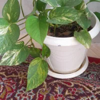 گل های پتوس شاداب و زیبا