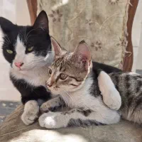 ۶ عدد گربه واگذاری