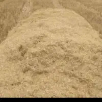 کاه گندم دمی خرمنکوب