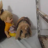 خرگوش
