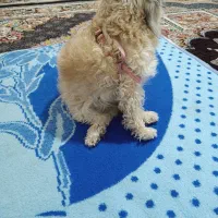 شیتزو|سگ|فیروزآباد (فارس), |دیوار