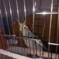 عروس هلندی مولد|پرنده|سقز, |دیوار