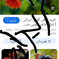 ماهی گوپی رد بلو بلو مولی پلاتی