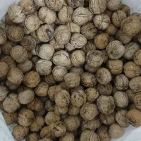 گردو مال پارسال