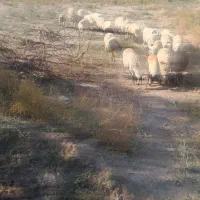 میش|حیوانات مزرعه|زرند, |دیوار