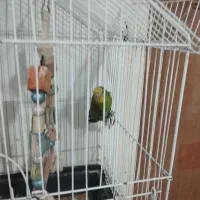 یک جفت عروس هلندی با قفس وکلبه ش|پرنده|زابل, |دیوار