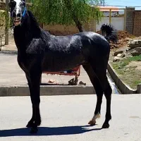 کره اسب کرد ،نریان ،نژاد کرد