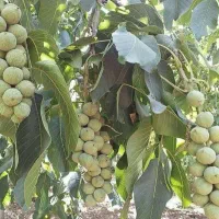 پیشفروش نهال گردو خوشه ای|خدمات باغبانی و درختکاری|انزل, |دیوار