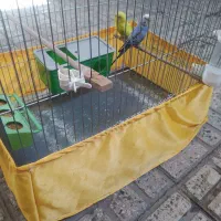 یک جفت مرغ عشق سالم سرحال با قفس لوازم