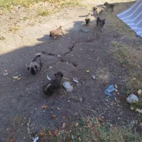 8عدد توله 1ماهه میکس ژرمن و دوبرمن|سگ|نقده, |دیوار