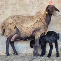سه راس شیشک میش افشاری و ترکی بره دار