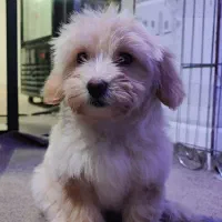 سگ پامر شیتزو|سگ|فشاپویه, |دیوار