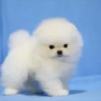 سگ توله پامر . پامرانین خرسی سفید ۷۲ روز|سگ|تهران, ایوانک|دیوار
