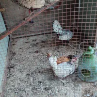 مرغ و خروسهای چینی،سیبرایت،لهستانی|حیوانات مزرعه|جلفا, |دیوار