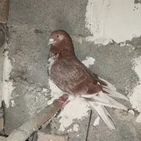 نر گرگی سرخ