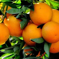 فروش عمده پرتغال تامسون و نارنگی اونشو