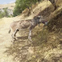 حیوانات  مزرعه