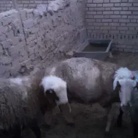 یک جفت میش و بره ماده|حیوانات مزرعه|قائن, |دیوار