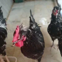 حیوانات خانگی|حیوانات مزرعه|قم, باجک دو|دیوار