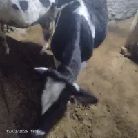 .گاو ماده آبستن