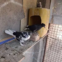 قره و ابلغ دمسفید کاکلی کرمونی|پرنده|زاوه, |دیوار