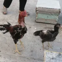 مرغ و خروس لاری نژاد افغان|حیوانات مزرعه|اصفهان, جاوان|دیوار