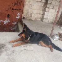 سگ ژرمن شولاین