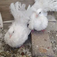 کبوتر تزیینی|پرنده|بیرجند, |دیوار