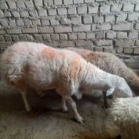 قوچ|حیوانات مزرعه|تایباد, |دیوار