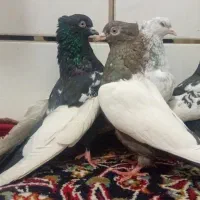شیش عدد سینه سوسنی قهوهای سیاه