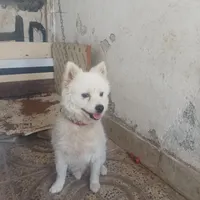 اذیت بچه ها