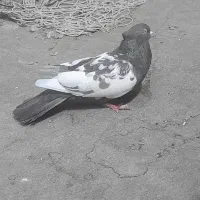 کفتر سینه|پرنده|مشهد, اروند|دیوار