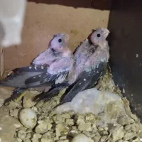 عروس هلندی سخن گومولدبادوعددجوجه سرلاکی خوشگل|پرنده|ایرانشهر, |دیوار