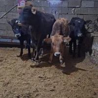 گوساله ماده فروشی