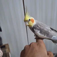 عروس هلندی جفت سخنگو